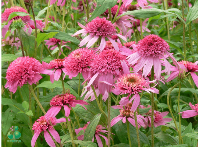 Echinacea purpurea   'Pink Double Delight'